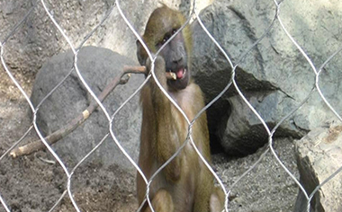 動(dòng)物園圍網(wǎng)